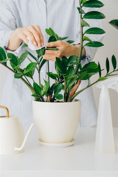 房間 植物 風水|風水植物｜不只富貴竹！7款招財/招桃花植物推介+不可不知風水 